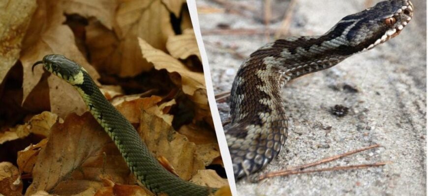 Вуж і гадюка: основні відмінності і як розрізнити їх у природі