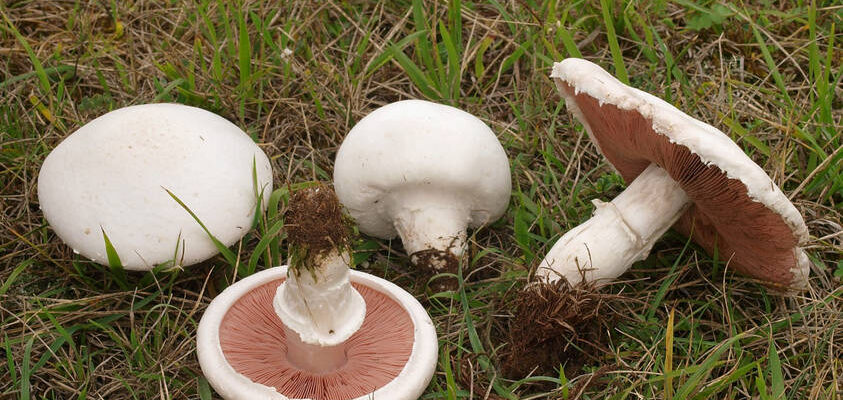 “Що таке печериці: корисні властивості та застосування в кулінарії”