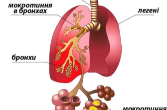 Що таке альвеоли: будова, функції у організмі та значення для здоров’я