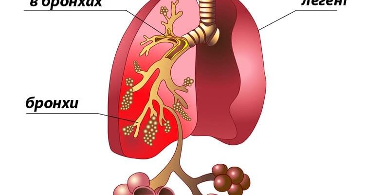 Що таке альвеоли: будова, функції у організмі та значення для здоров’я