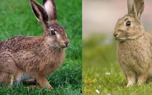 Відкрийте для себе різницю між зайцями та кроликами: важливі факти