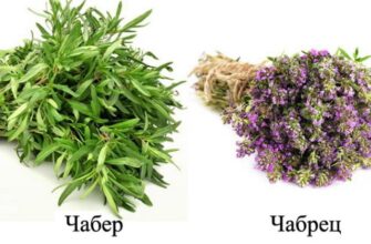Чабер і чебрець: у чому різниця та як їх відрізнити?