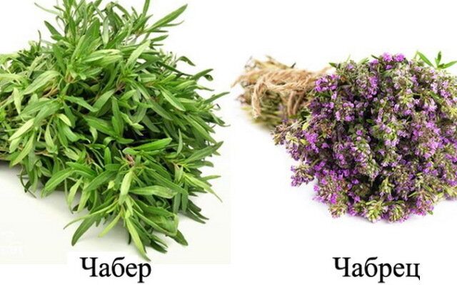 Чабер і чебрець: у чому різниця та як їх відрізнити?