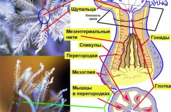 Що таке корали: підводний світ, його значення та вплив на екосистему