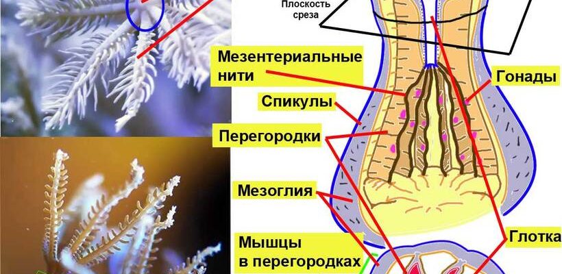 Що таке корали: підводний світ, його значення та вплив на екосистему