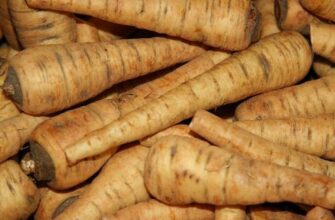 Пастернак: корисні властивості, використання та вирощування рослини