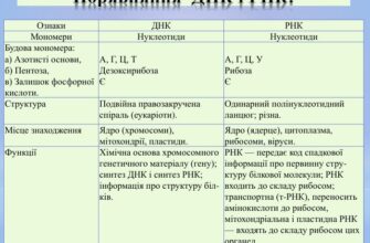 Розуміння різниці між ДНК та РНК: ключові особливості та функції
