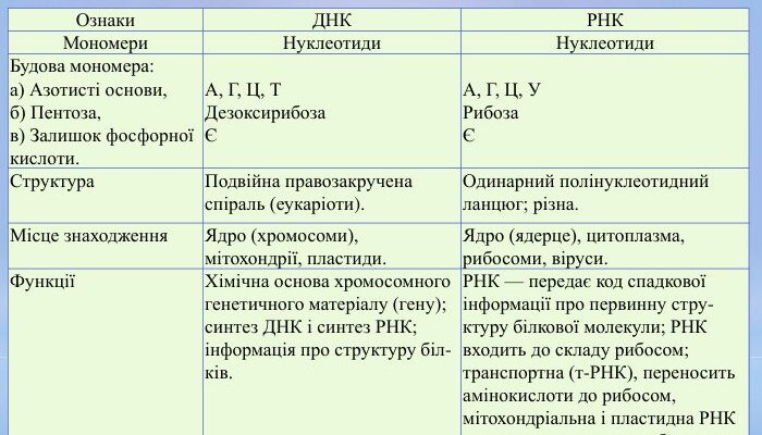 ДНК і РНК: в чому різниця і як вони впливають на наш організм?