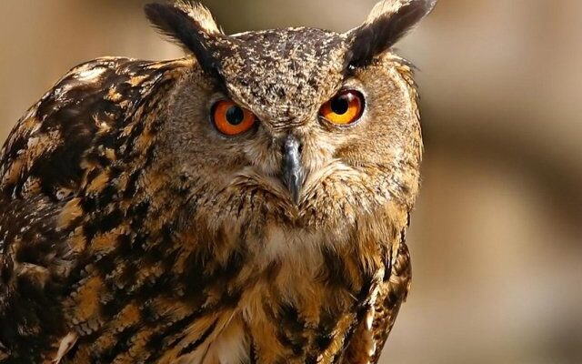 Відмінності між сичами та совами: детальний аналіз і порівняння