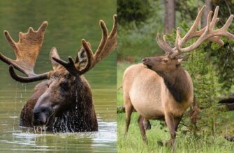 Різниця між ланню та оленем: ключові особливості та відмінності