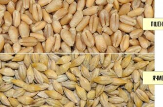 Ячмінь і пшениця: різниця, яку важливо знати кожному аграрію