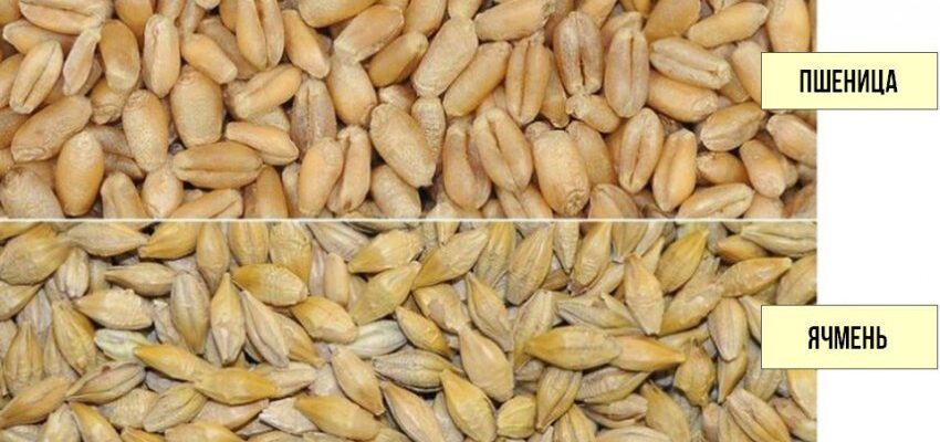 Ячмінь і пшениця: різниця, яку важливо знати кожному аграрію