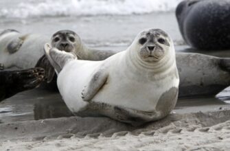 Різниця між морським котиком і тюленем: ключові відмінності та порівняння