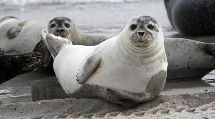 Різниця між морським котиком і тюленем: ключові відмінності та порівняння