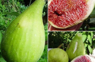 Інжир: що це за фрукт, його користь та застосування в раціоні