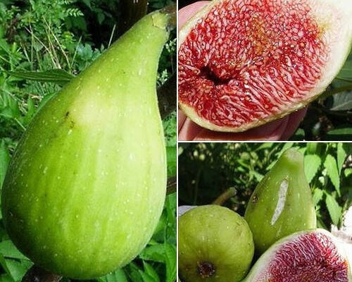 Інжир: що це за фрукт, його користь та застосування в раціоні