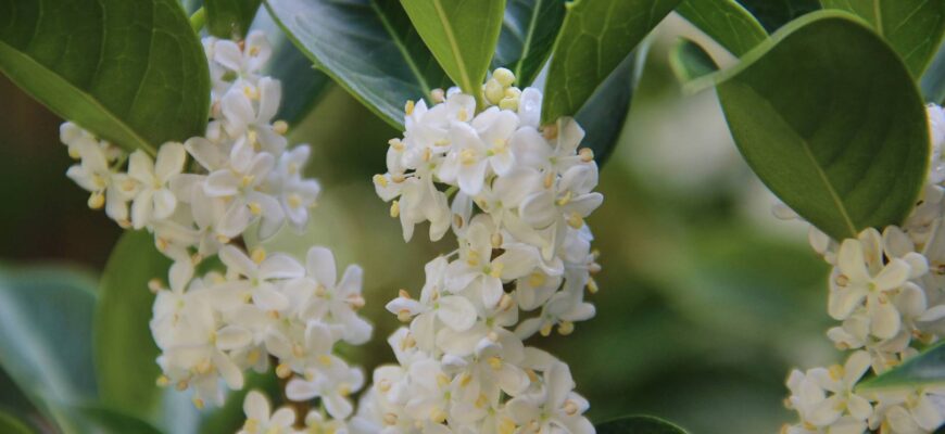 Османтус: Основні Властивості та Застосування в Кулінарії та Косметиці