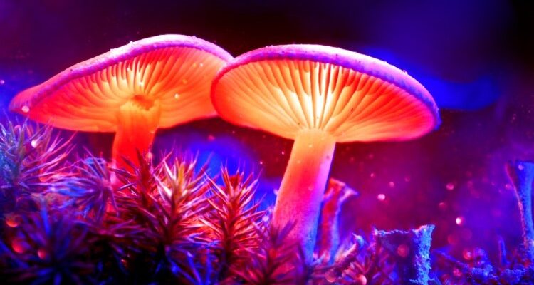 Світлячкові гриби: 20 дивовижних фактів про біолюмінесцентні види