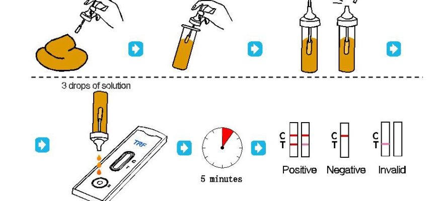 Що таке трансферин: ключова білкова молекула у вашій крові