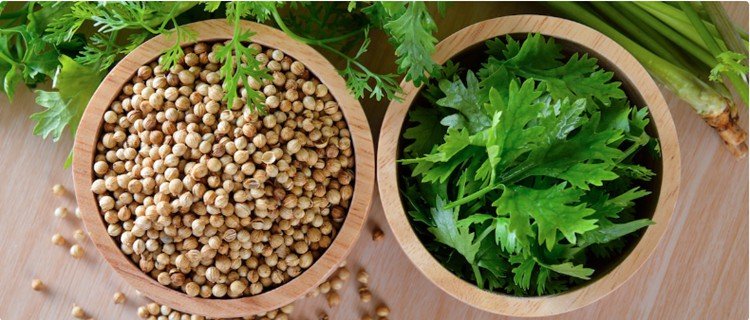 Кінза і коріандр: різниця, яку важливо знати для кулінарів