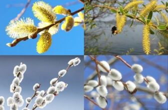 Верба та іва: у чому різниця? Огляд і особливості дерев