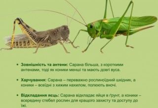 Сарана і коник: в чому різниця між цими комахами?