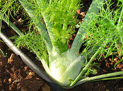 Що таке фенхель: властивості, користь та застосування рослини