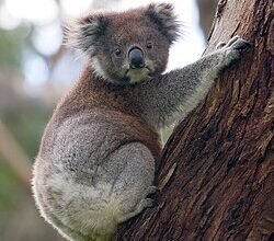 Що таке фауна: визначення, значення та її роль у природі