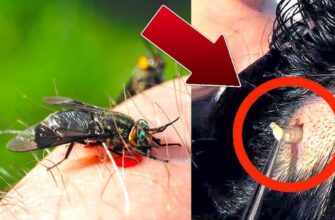 “Овод і ґедзь: Визначаємо ключові відмінності та різницю”