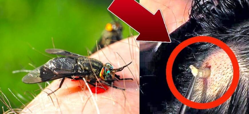 “Овод і ґедзь: Визначаємо ключові відмінності та різницю”