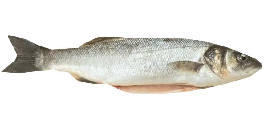 Сібас: Корисні властивості, смакові якості та секрети приготування