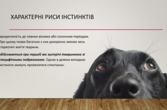 Інстинкти: Розуміння природних механізмів поведінки людини і тварин