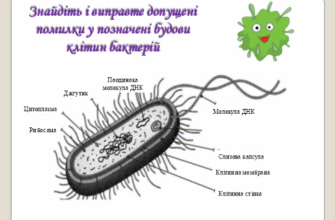 Що таке коки: Визначення, особливості та значення в медицині