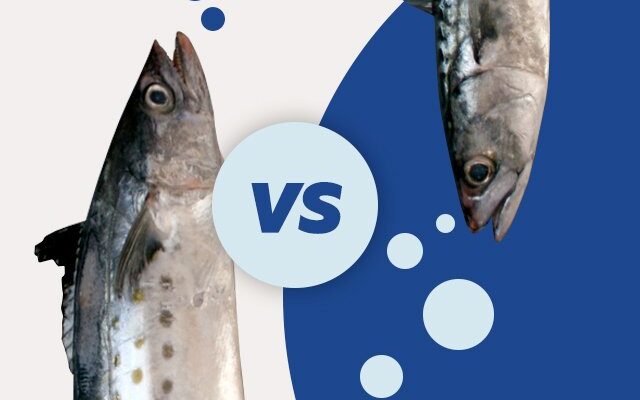 Макрель і скумбрія: яка різниця, що важливо знати?