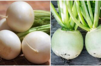 Відмінності між ріпою та редькою: особливості та корисні властивості