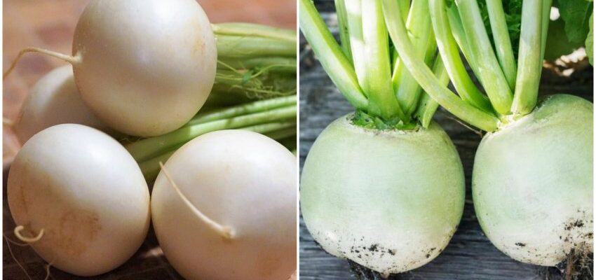 Відмінності між ріпою та редькою: особливості та корисні властивості Відмінності між ріпою та редькою: особливості та корисні властивості