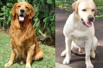 Лабрадор і ретривер: Визначте ключові різниці між породами