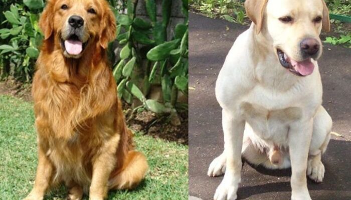 Лабрадор і ретривер: Визначте ключові різниці між породами