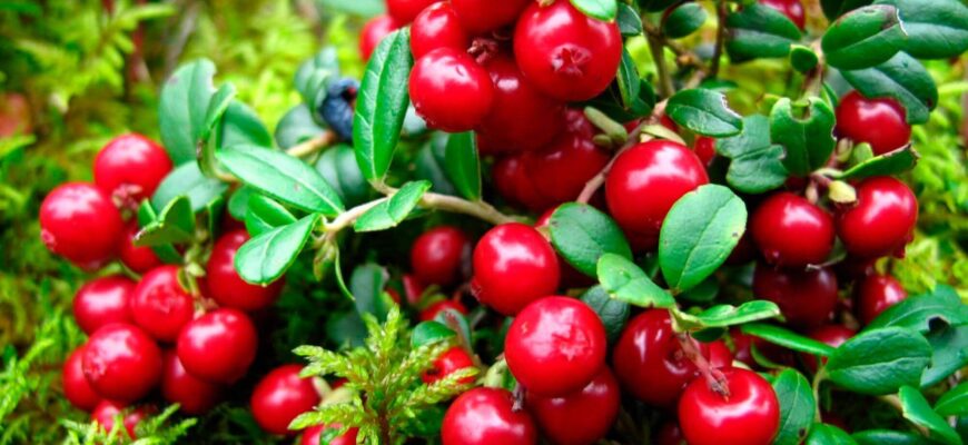 “Журавлина: Користь, Застосування та Особливості Суперфрукта”