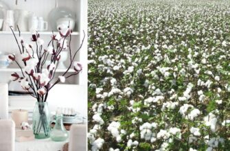 Відмінності між бавовною та хлопком: що важливо знати?