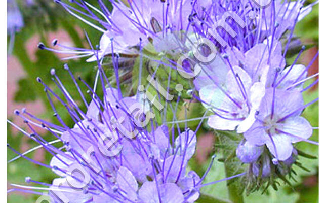 Фацелія: все, що потрібно знати про користь і вирощування рослини