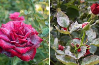 Роза і троянда: в чому різниця між цими квітковими назвами?