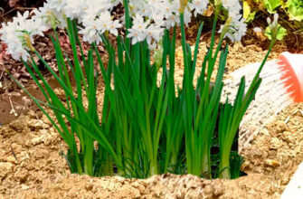 Тубероза: ароматна рослина, догляд, вирощування та особливості квітки