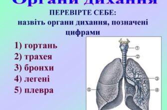 Різниця між бронхами та легенями: ключові особливості органів