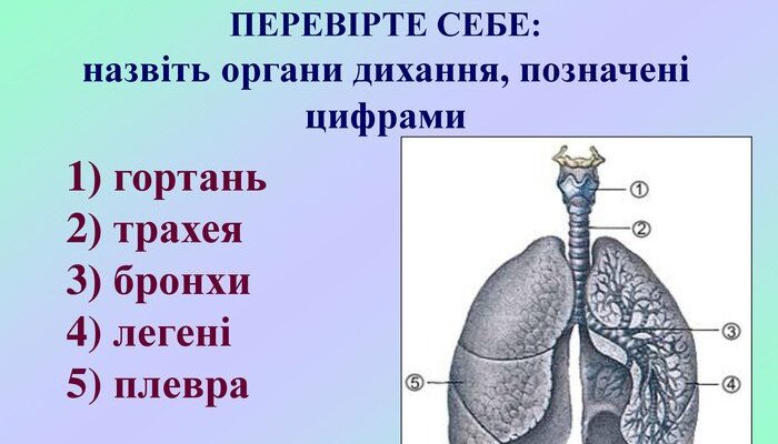Різниця між бронхами та легенями: ключові особливості органів