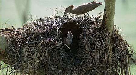 Будівництво пташиних гнізд: як птахи створюють ідеальний дім
