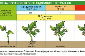 Що таке період вегетації: основи та вплив на рослини в Україні
