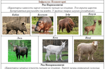 Різниця між парнокопитними та непарнокопитними: детальний огляд