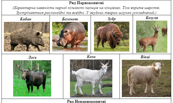 Різниця між парнокопитними та непарнокопитними: детальний огляд