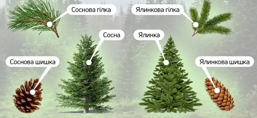 Основні відмінності між ялинкою та сосною: детальний огляд